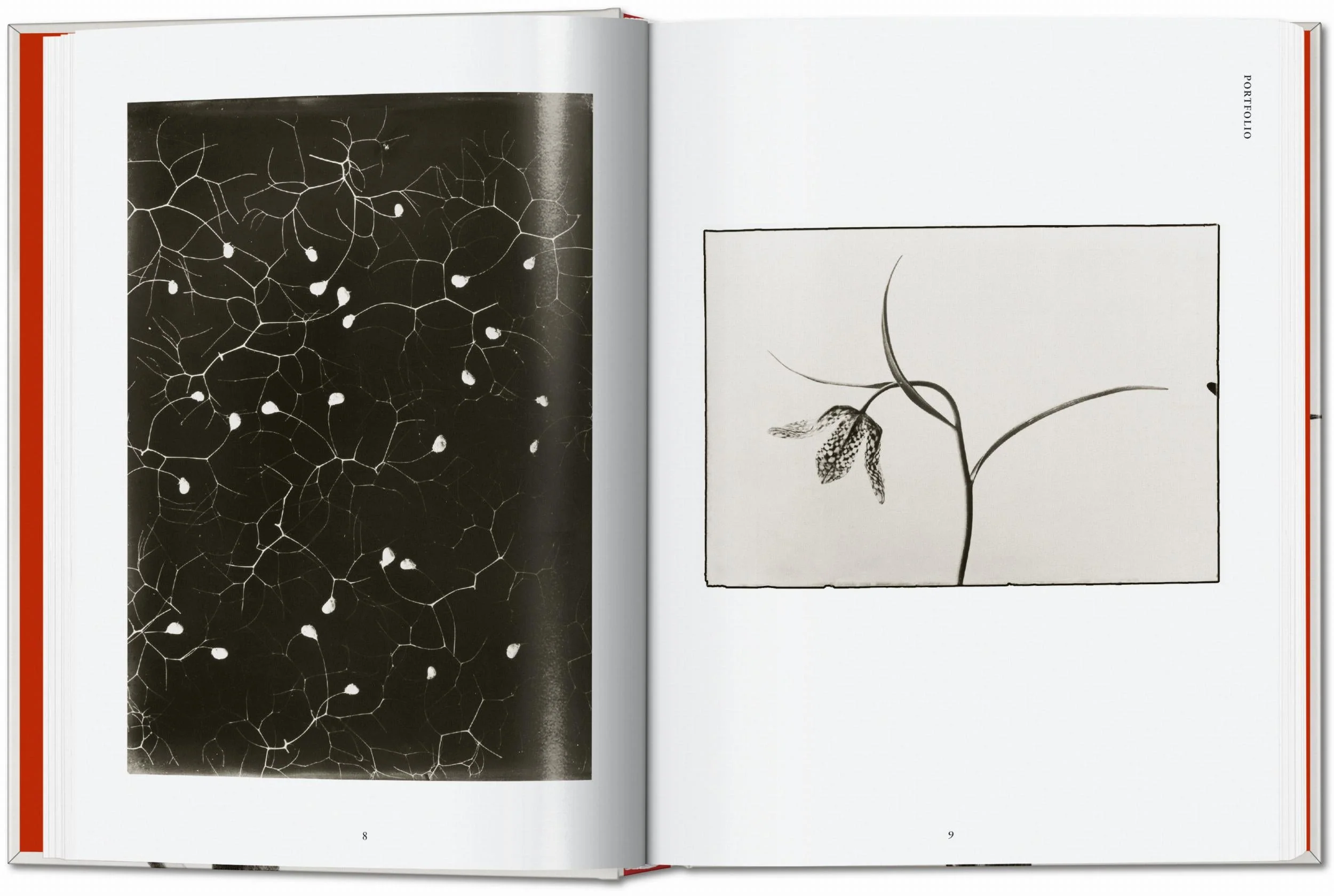 Karl Blossfeldt. The Complete Published Work. 40th Ed. - Image 3