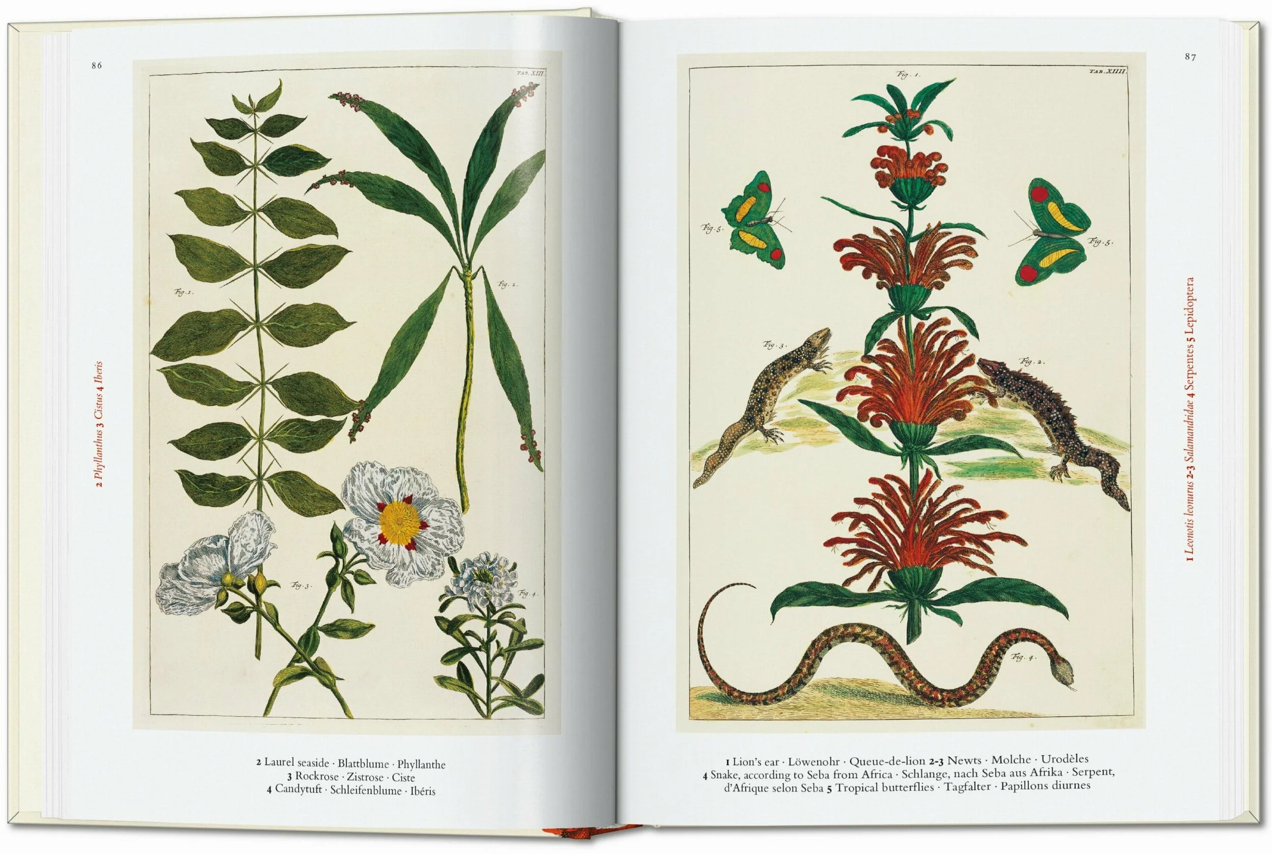 Seba. Cabinet of Natural Curiosities - Image 3