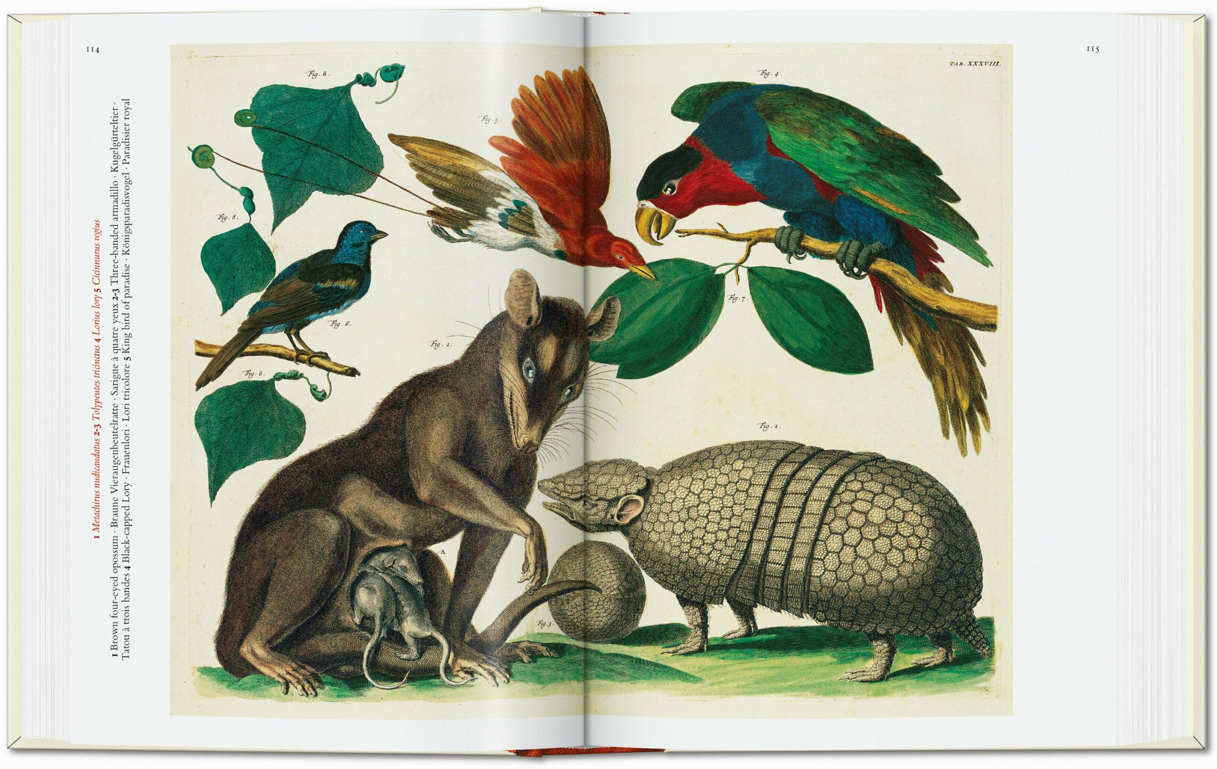 Seba. Cabinet of Natural Curiosities - Image 4