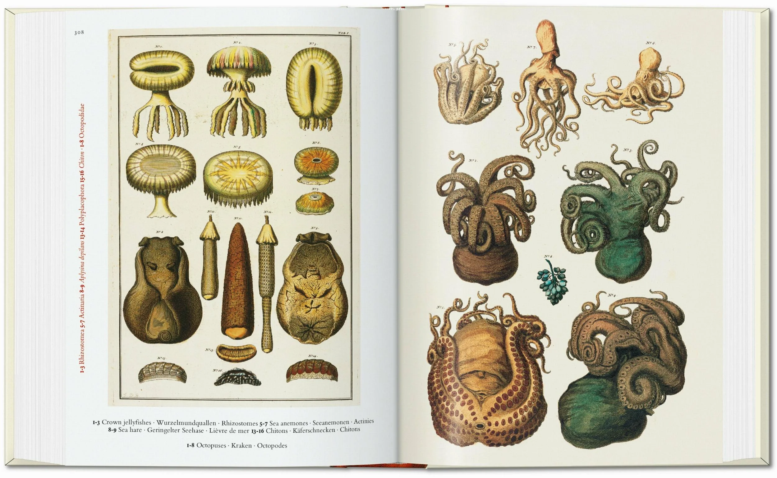 Seba. Cabinet of Natural Curiosities - Image 5