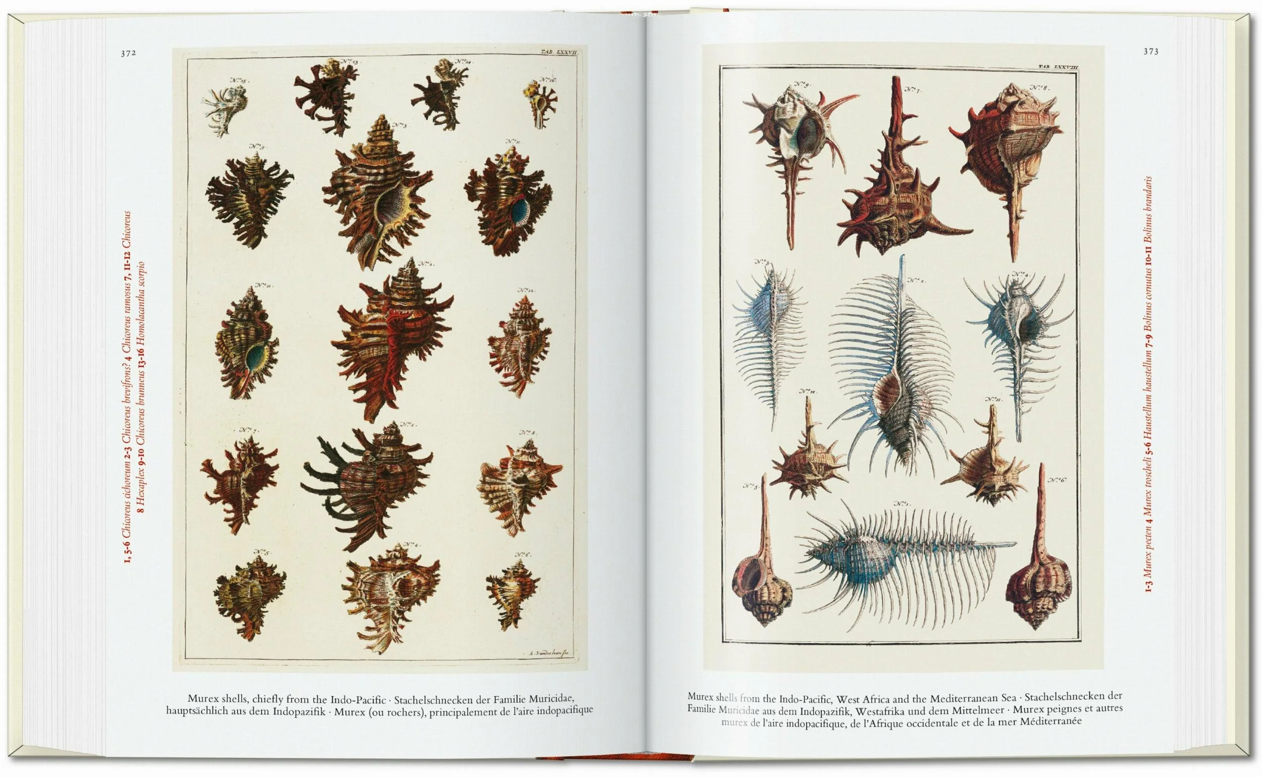 Seba. Cabinet of Natural Curiosities - Image 6